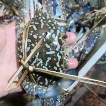 蓝花蟹，生猛兰花蟹，适合酒店，大排档爆炒，家庭蒸煮，肉质