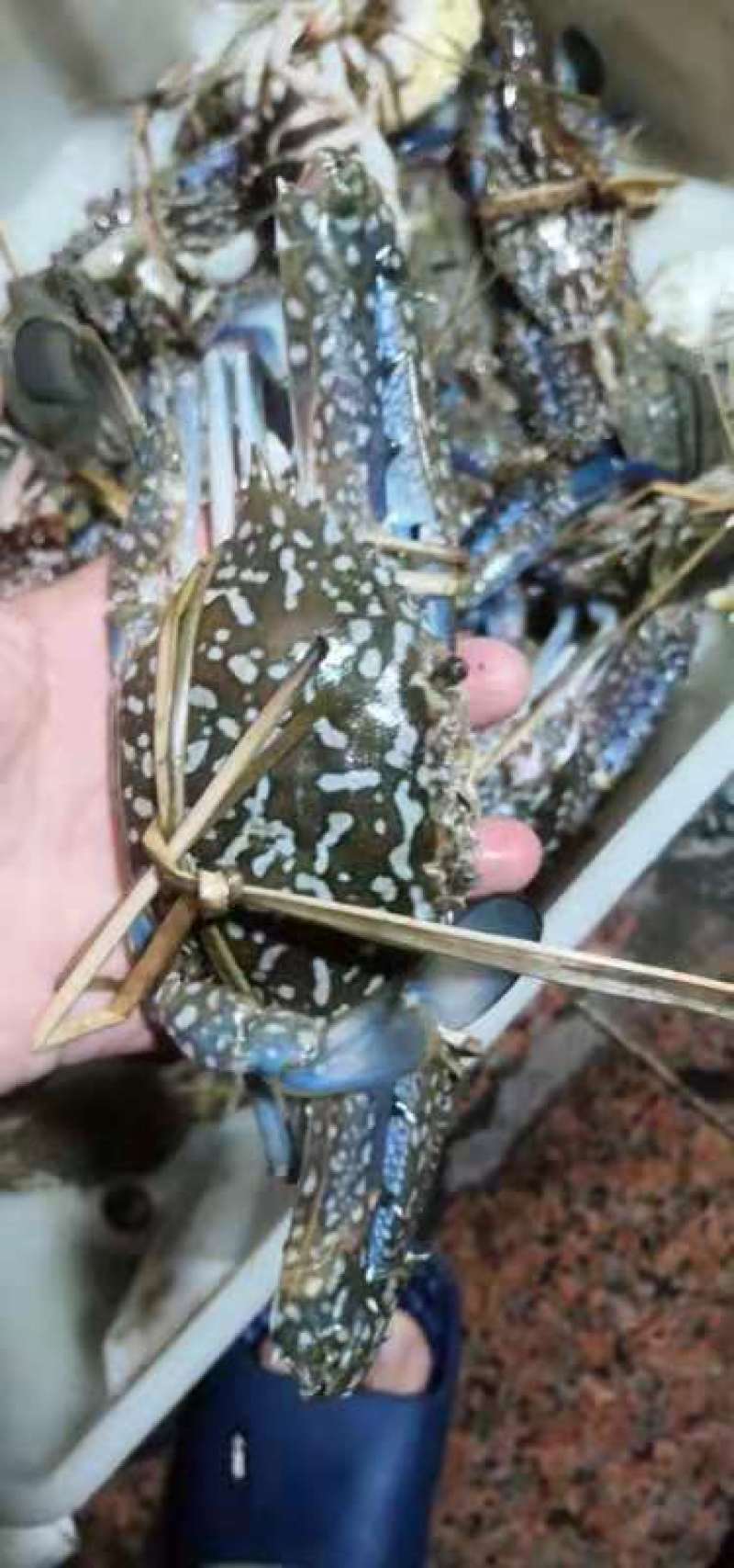 蓝花蟹，生猛兰花蟹，适合酒店，大排档爆炒，家庭蒸煮，肉质