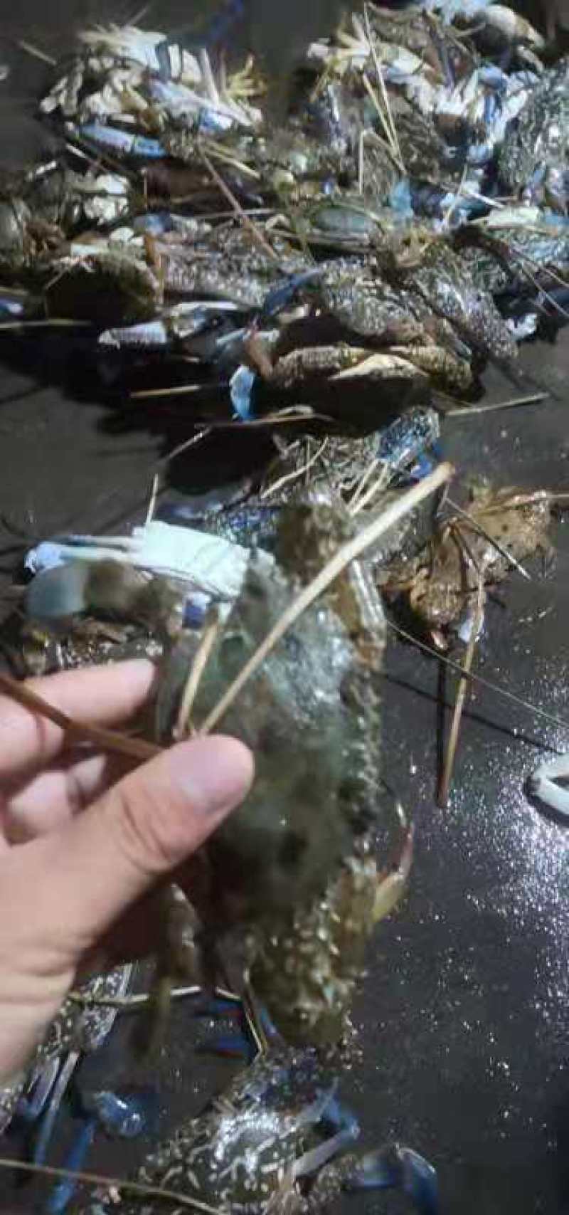 蓝花蟹，生猛兰花蟹，适合酒店，大排档爆炒，家庭蒸煮，肉质