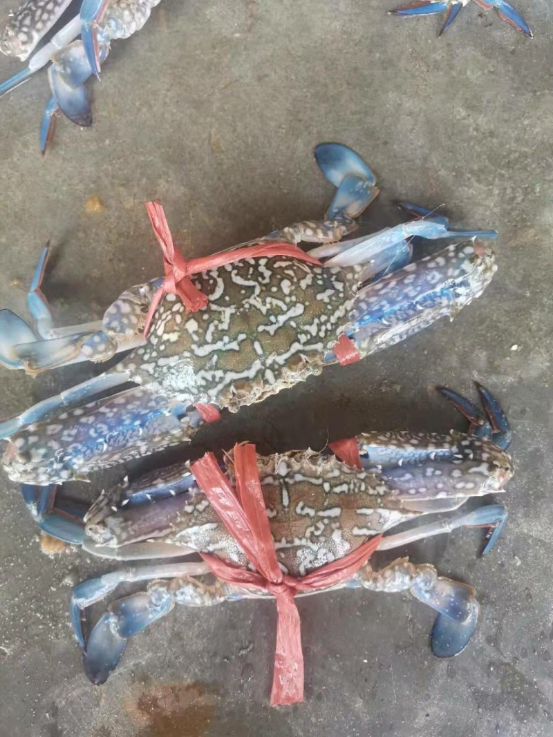 蓝花蟹，生猛兰花蟹，适合酒店，大排档爆炒，家庭蒸煮，肉质