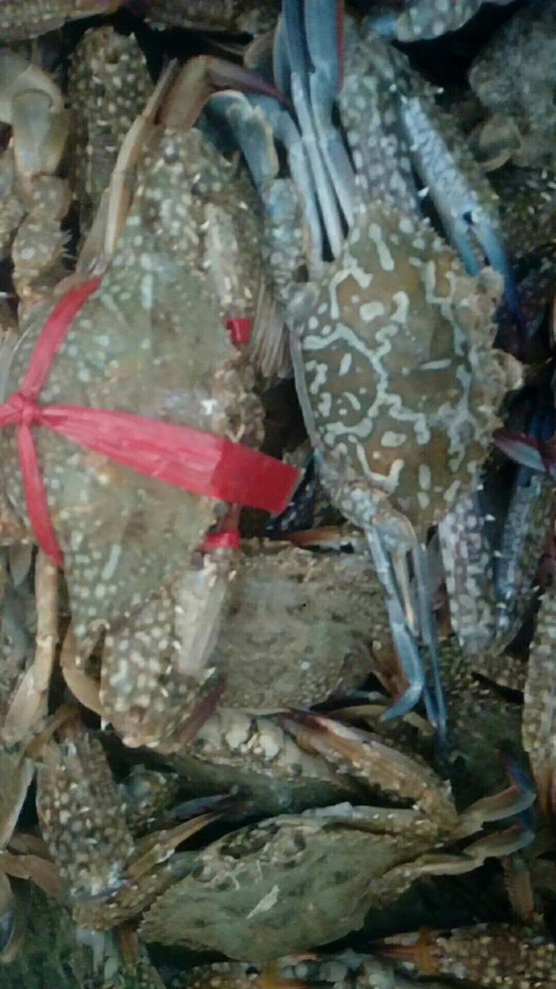 蓝花蟹，生猛兰花蟹，适合酒店，大排档爆炒，家庭蒸煮，肉质