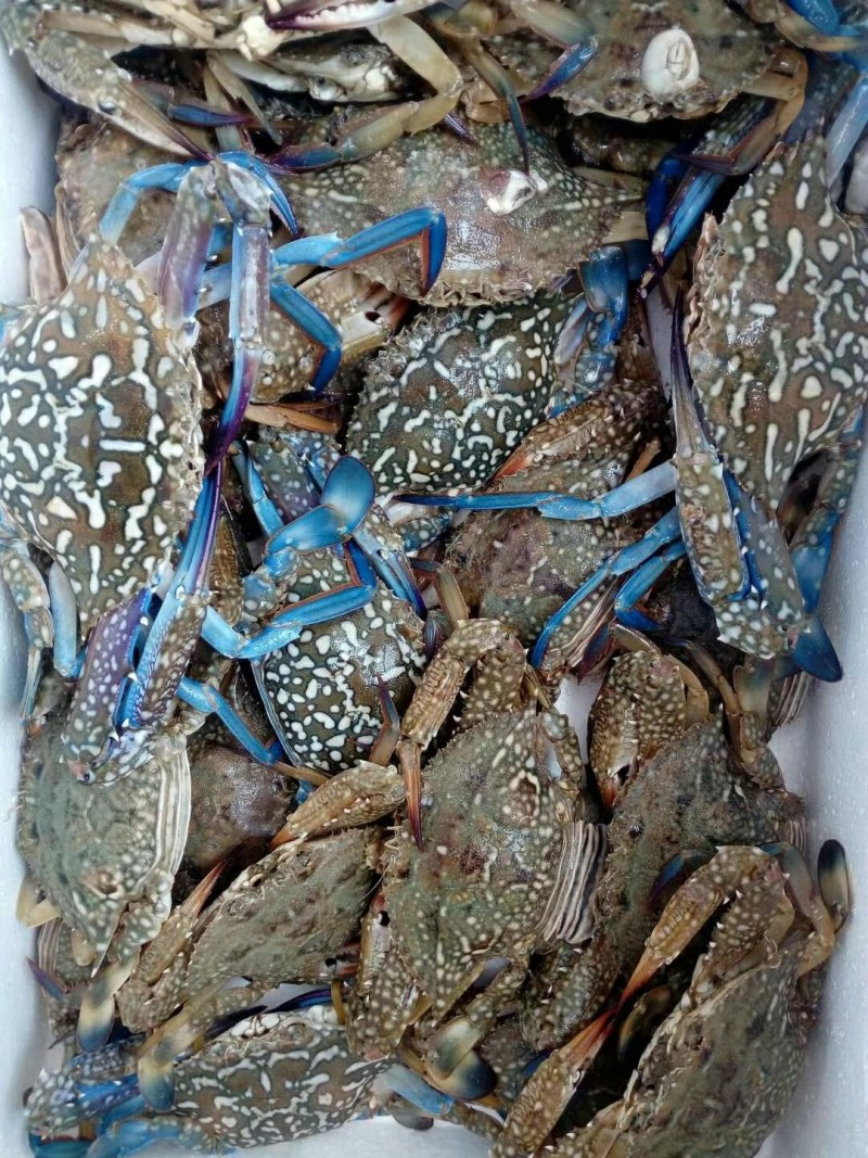 蓝花蟹，生猛兰花蟹，适合酒店，大排档爆炒，家庭蒸煮，肉质