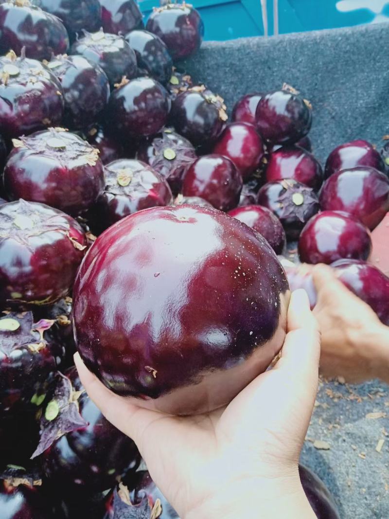 紫光圆茄山东圆茄蔬菜产区超市配车团购集采代收代发