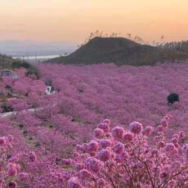 5-15公分紫花风铃木粉花风铃木55-15公分