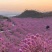 5-15公分紫花风铃木粉花风铃木55-15公分