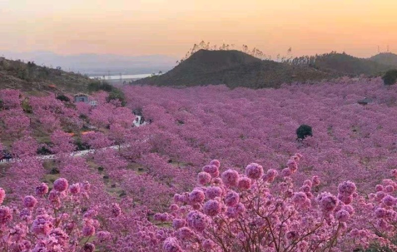 5-15公分紫花风铃木粉花风铃木55-15公分