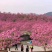 5-15公分紫花风铃木粉花风铃木55-15公分
