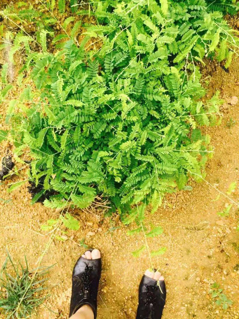 相思茶鸡骨草叶相思藤茶货大质优