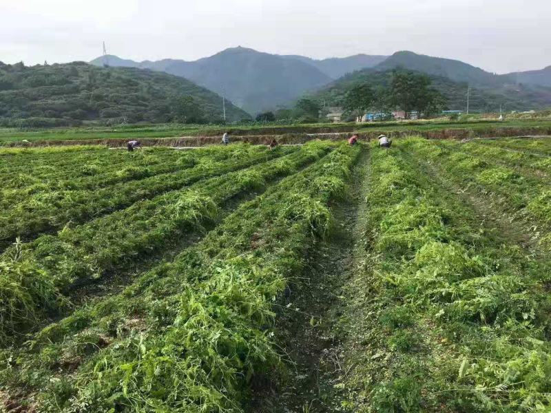 相思茶鸡骨草叶相思藤茶货大质优
