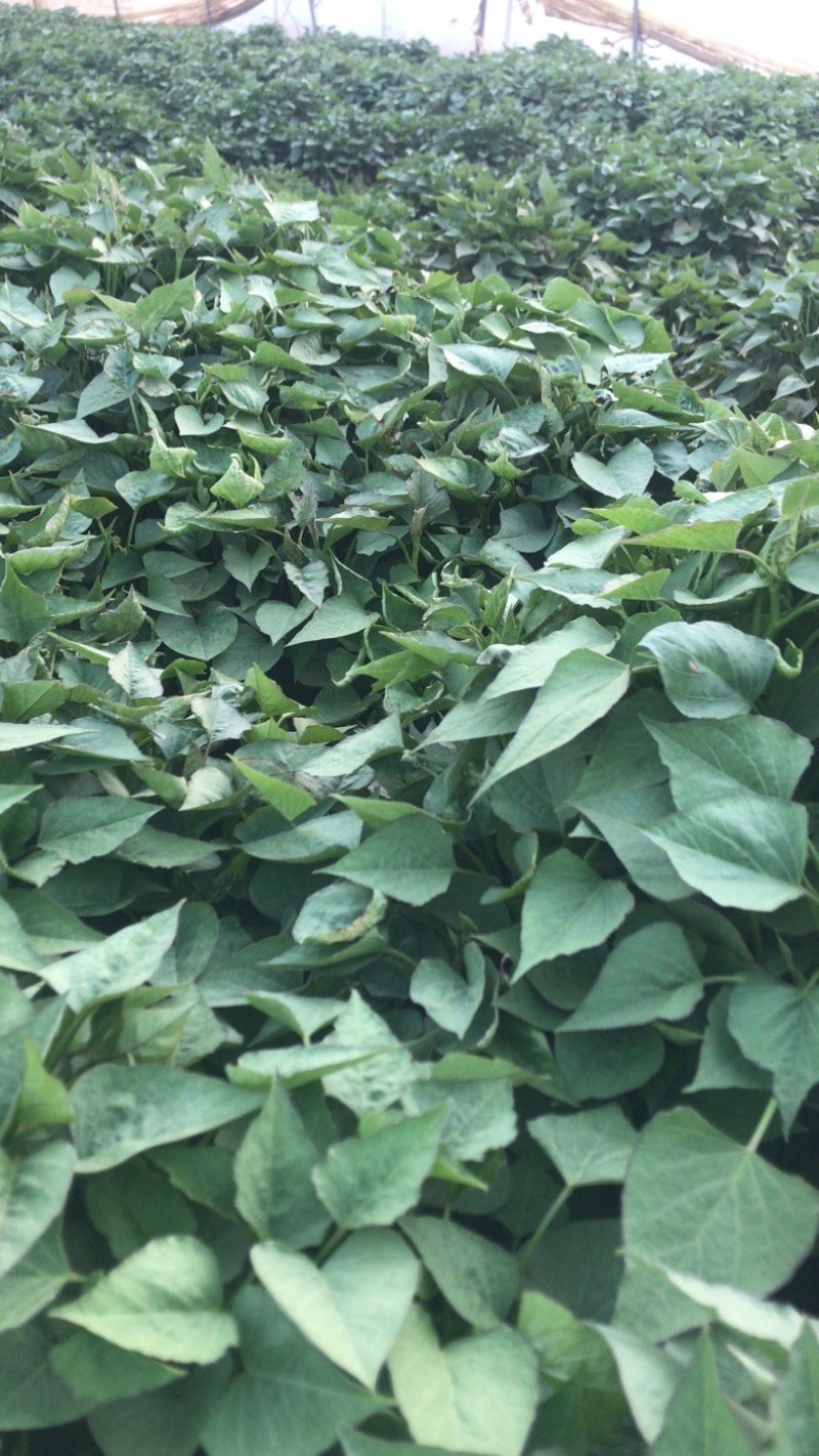 济薯二五脱毒红薯苗淀粉薯拔苗，高剪苗，欢迎订购