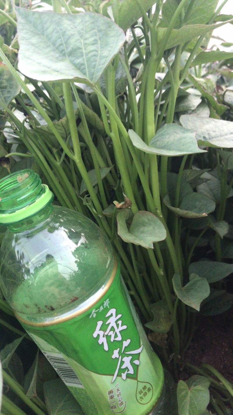 济薯二五脱毒红薯苗淀粉薯拔苗，高剪苗，欢迎订购