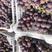 聊城巨葡萄，精品巨峰葡萄，代发全国，价格美丽，产地直发