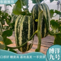 博洋九号甜瓜，口感好，糖度好，无农药残留，产地直销。