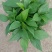 除甲醛净化空气绿萝盆栽室内植物水培花卉绿植绿箩新房家用吸