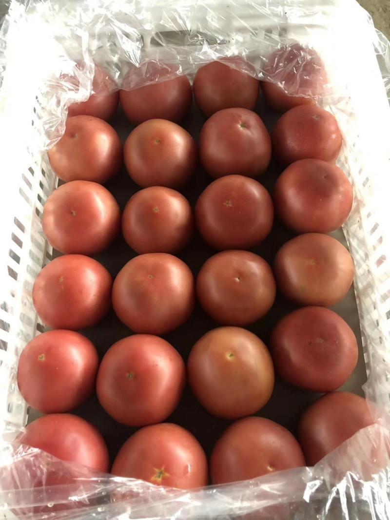 西红柿【精品】硬粉西红柿产区市场直发山东西红柿