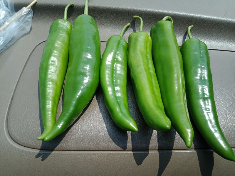 大青椒，牛角，青椒，21号椒