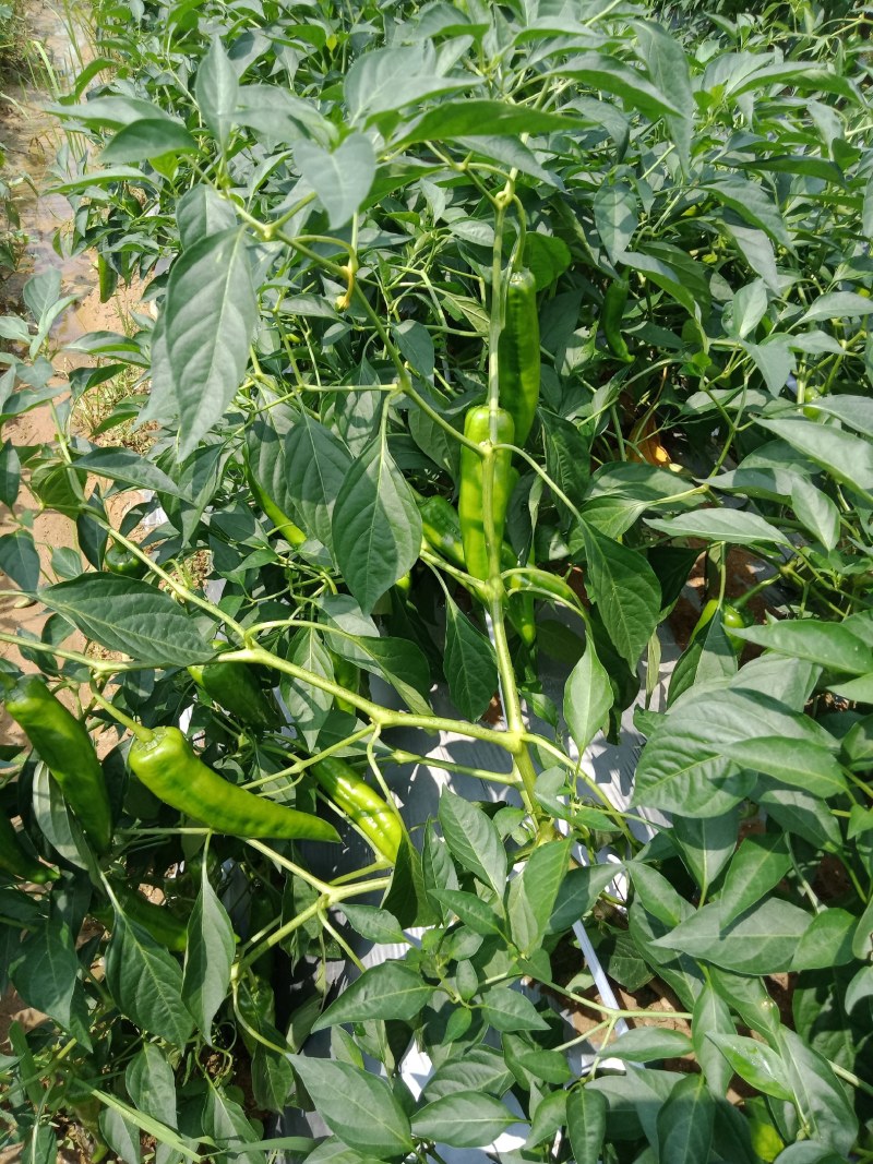 大青椒，牛角，青椒，21号椒