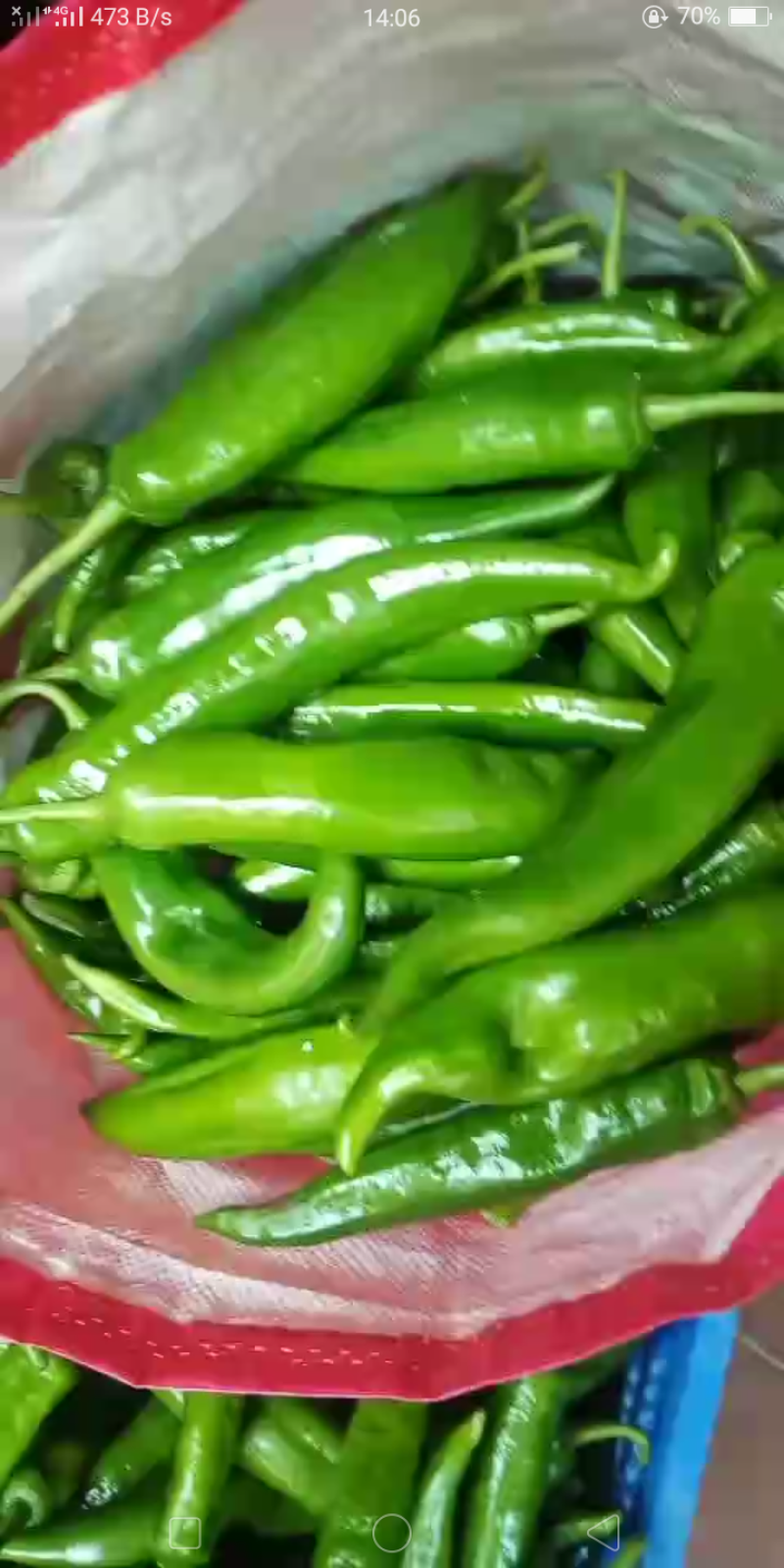 大青椒，牛角，青椒，21号椒