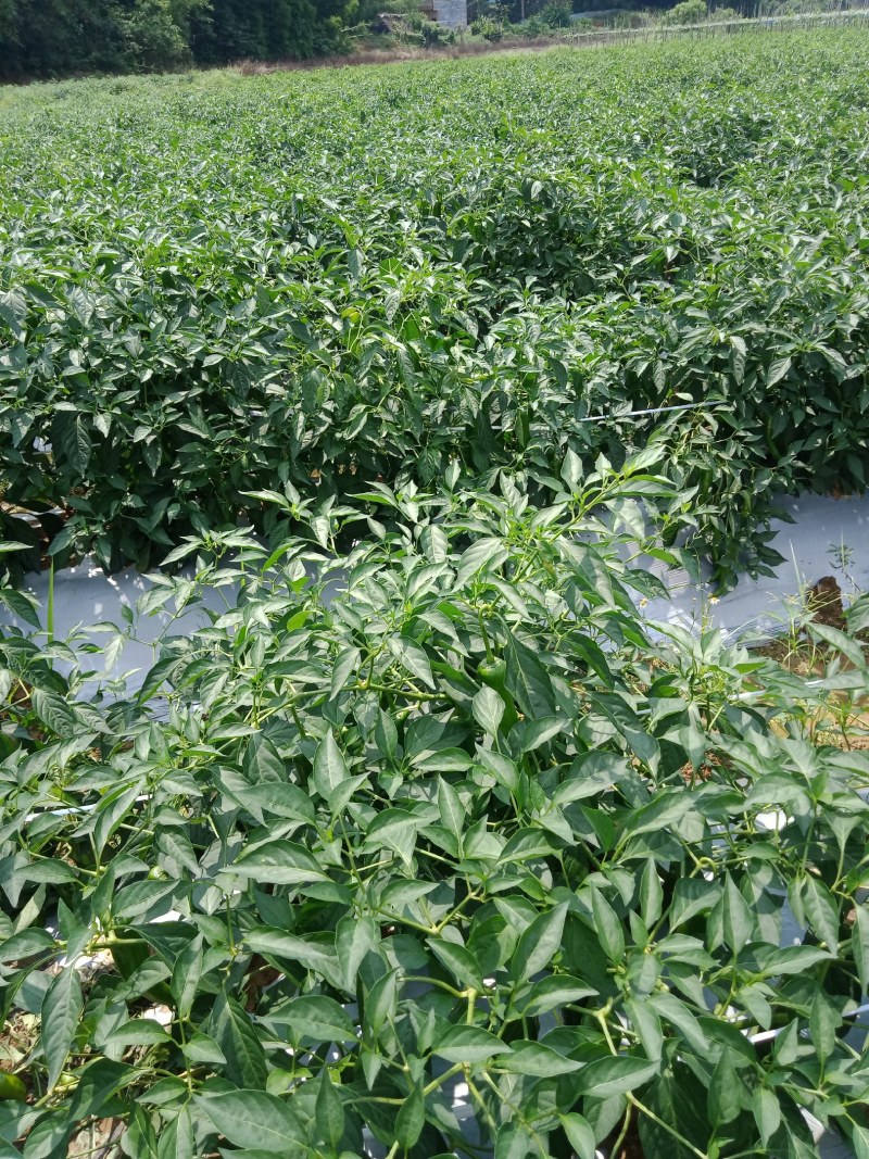 大青椒，牛角，青椒，21号椒