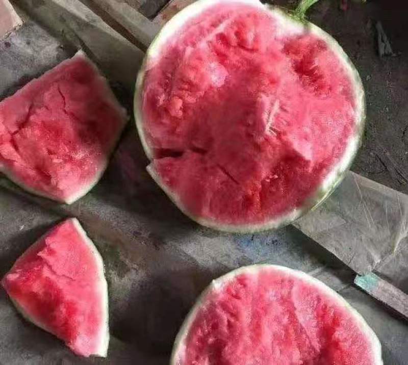 精品甜王，产区直供，万亩货源，有需要的老板来电洽谈。