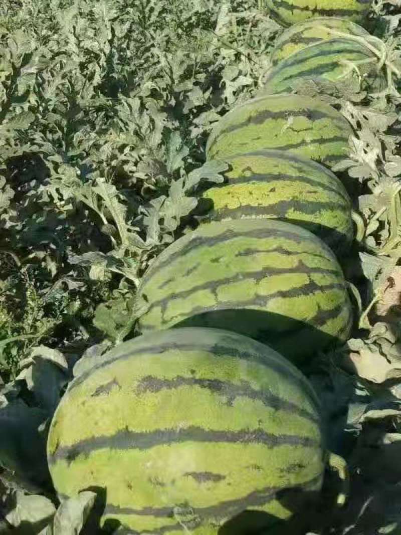 精品甜王，产区直供，万亩货源，有需要的老板来电洽谈。