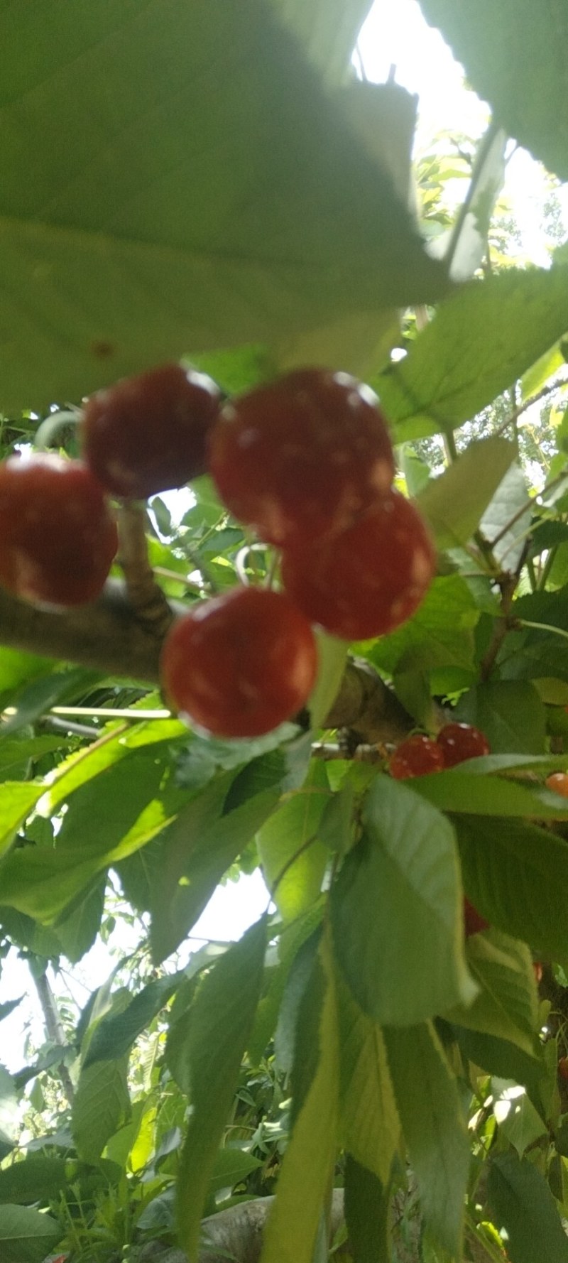 本土大樱桃