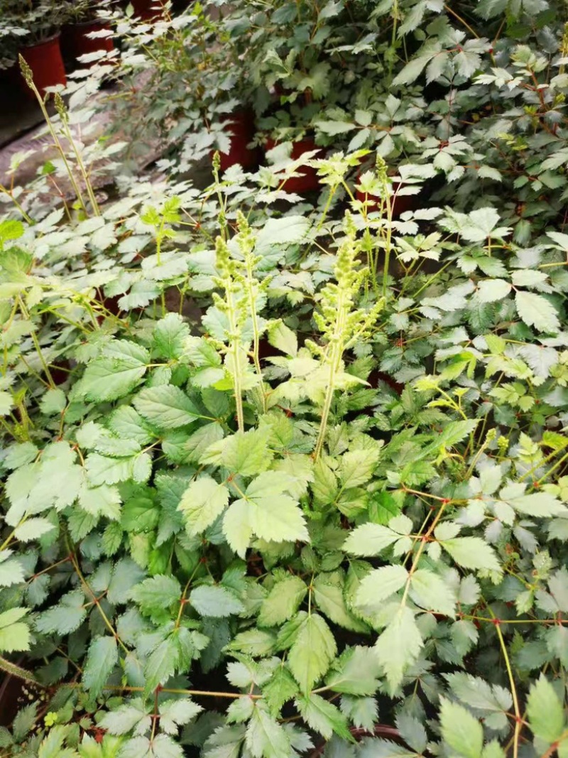 落新妇绿植落新妇