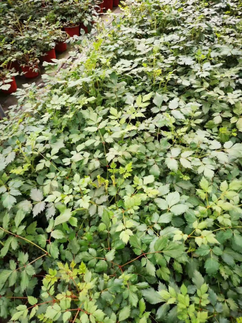 落新妇绿植落新妇