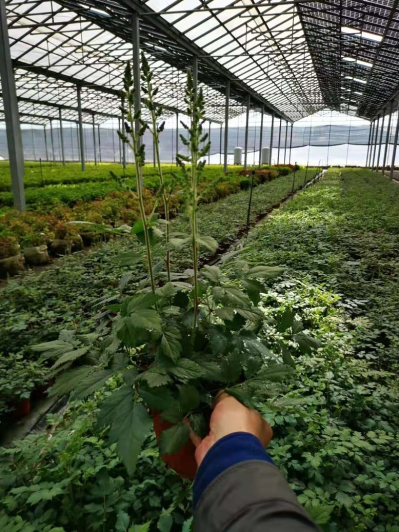 落新妇绿植落新妇