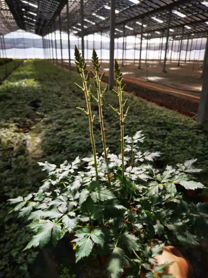 落新妇绿植落新妇