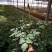 落新妇绿植落新妇