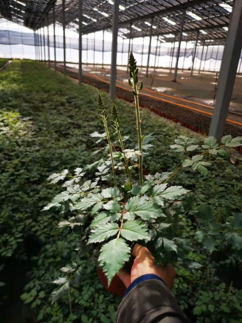 落新妇绿植落新妇