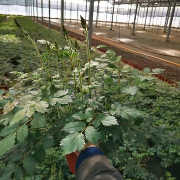 落新妇绿植落新妇