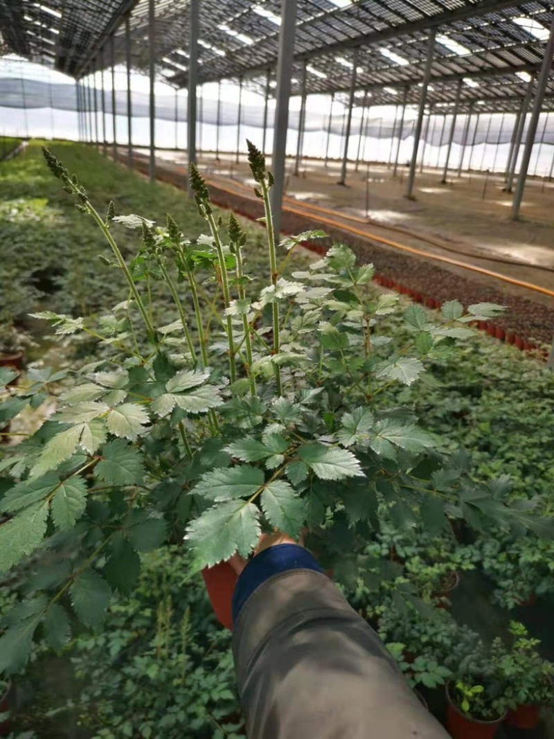 落新妇绿植落新妇