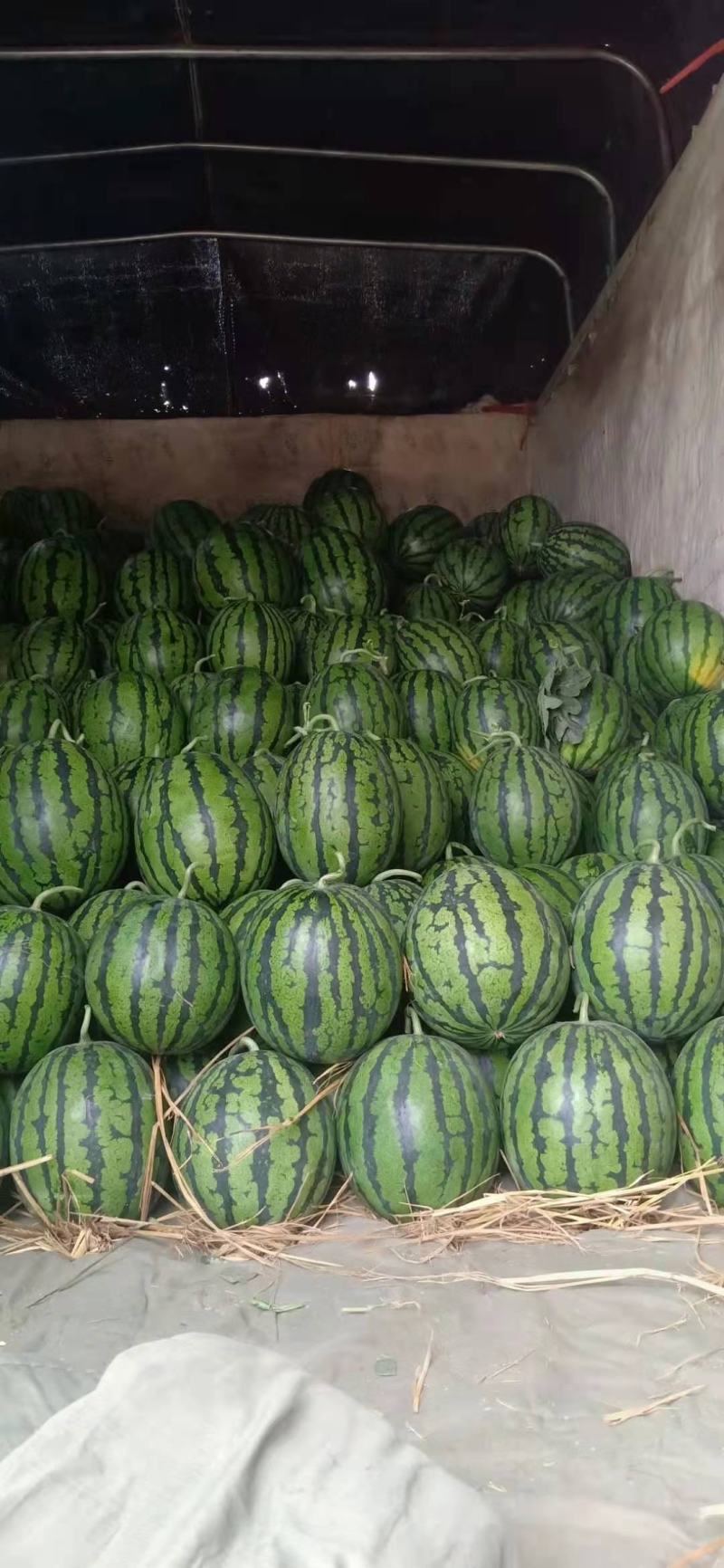 精品8424，产区直供，万亩货源，有需要的老板来电洽谈。