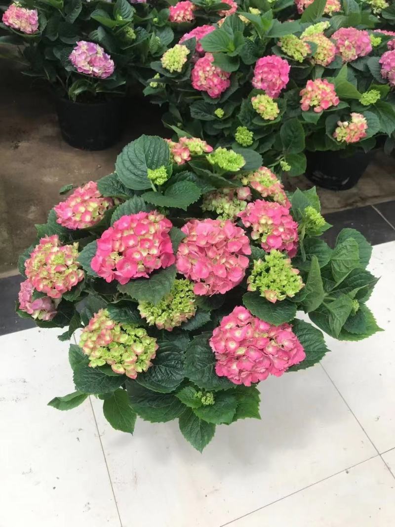 无尽夏绣球各种规格加仑盆