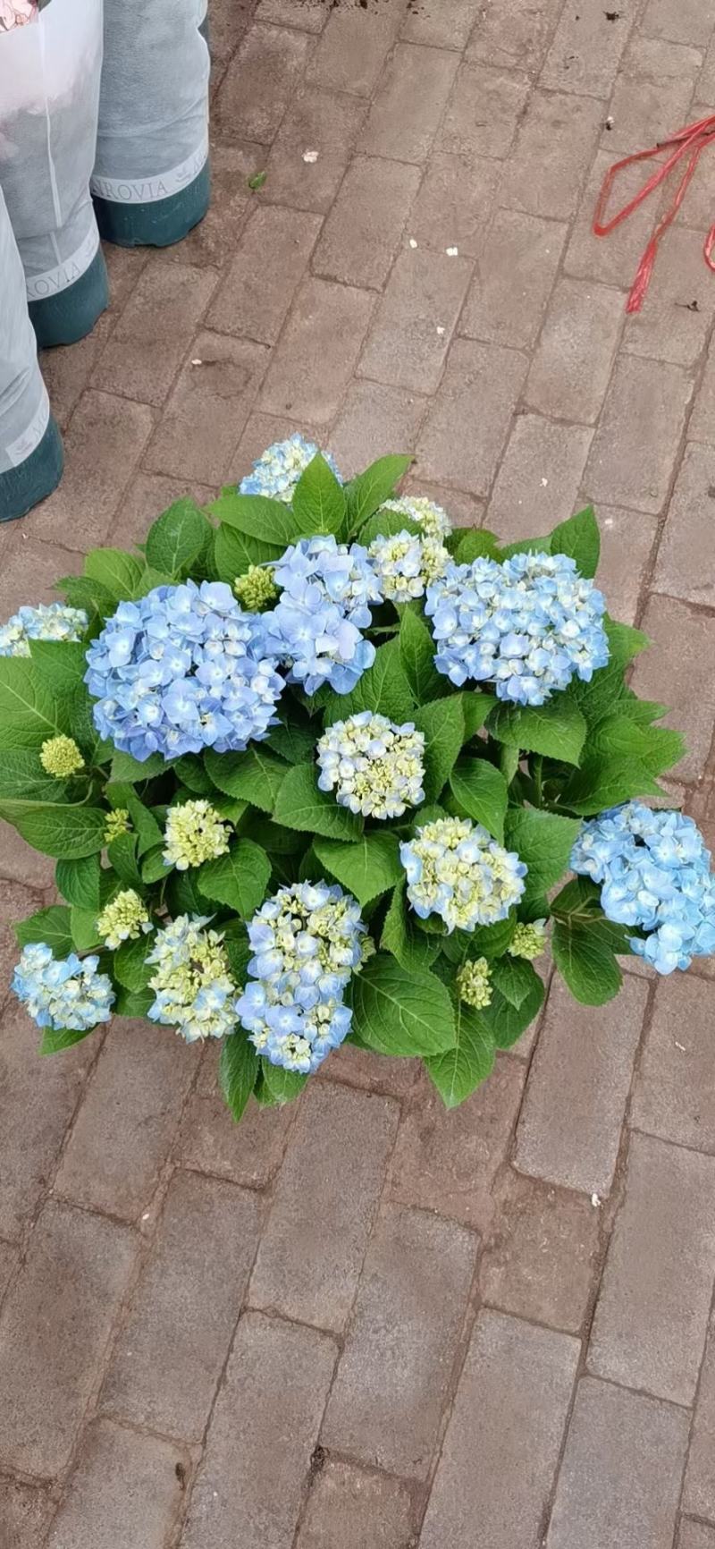无尽夏绣球各种规格加仑盆