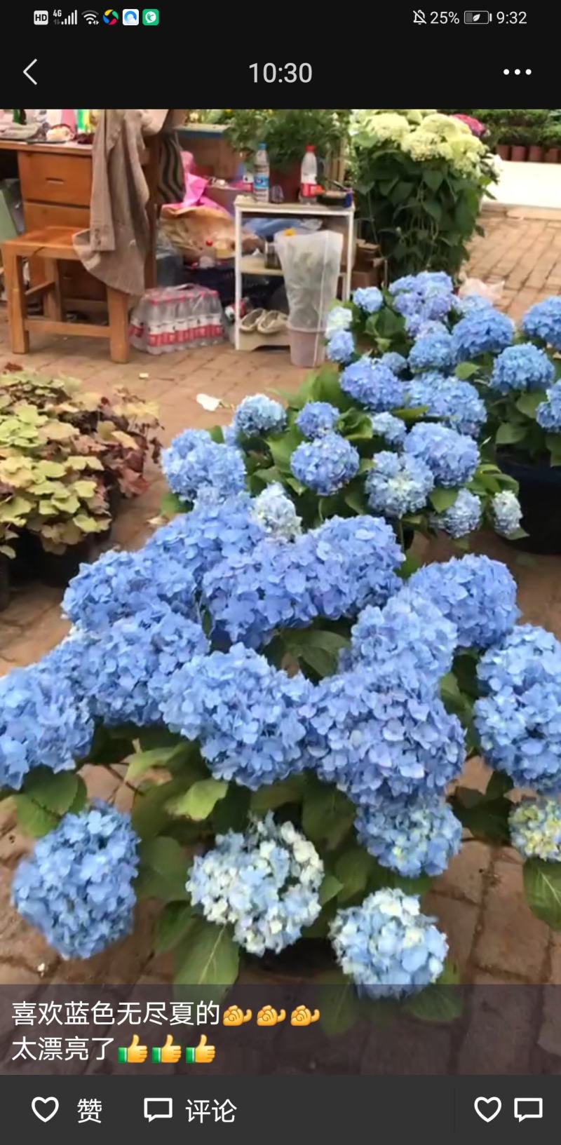 无尽夏绣球各种规格加仑盆