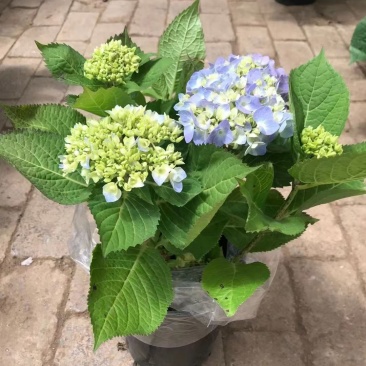 无尽夏绣球各种规格加仑盆