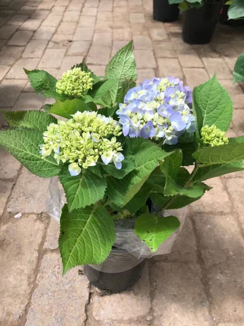 无尽夏绣球各种规格加仑盆