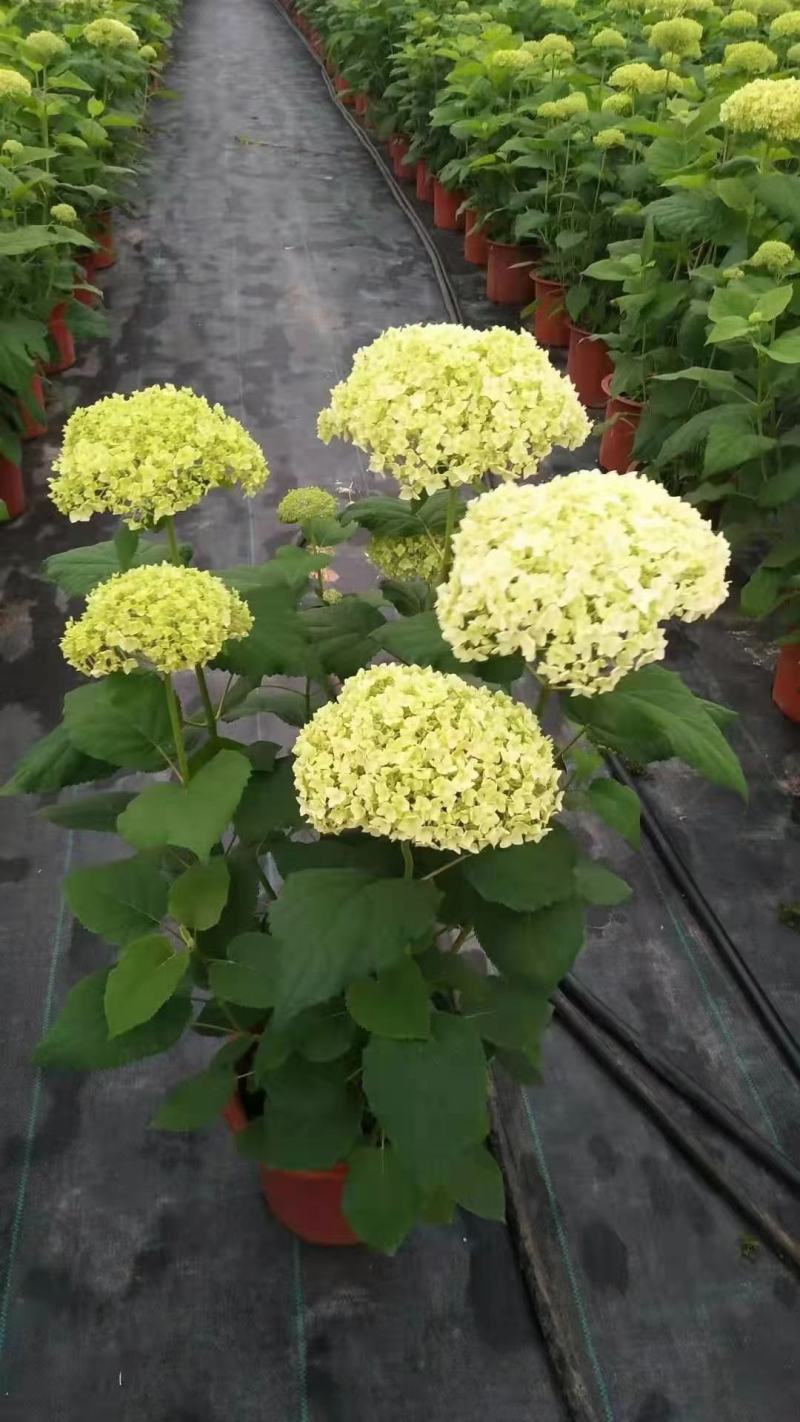 无尽夏绣球各种规格加仑盆