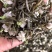 茉莉飘雪茉莉花茶广西横县中华茉莉园花茶直销