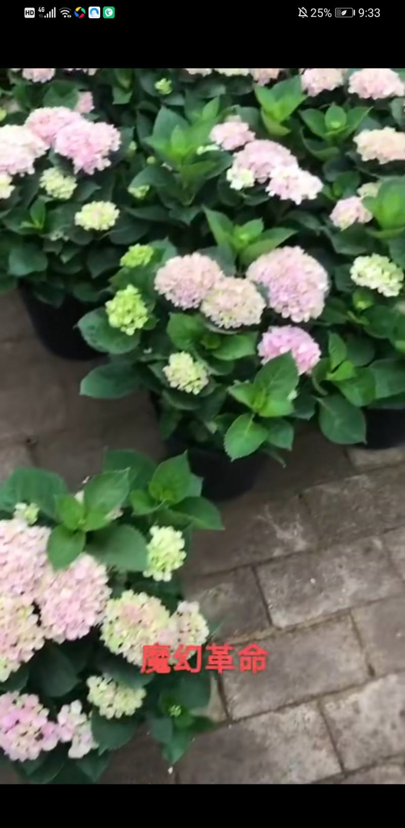 无尽夏绣球各种规格加仑盆