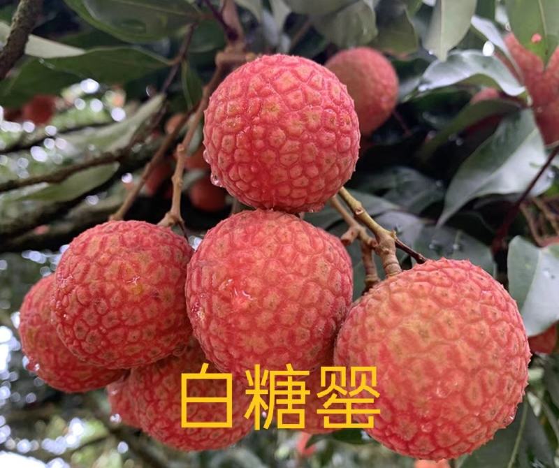 白糖罂