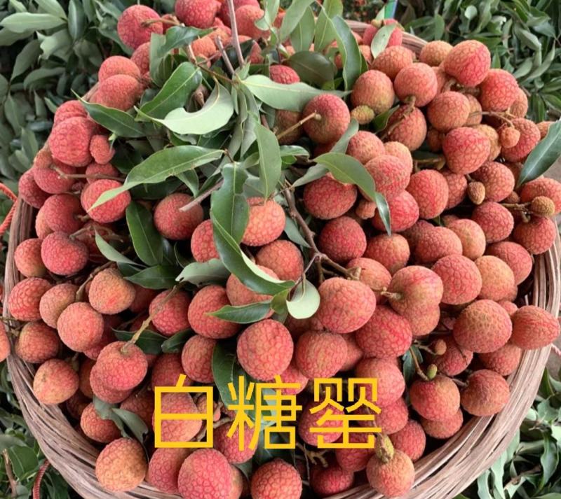 白糖罂