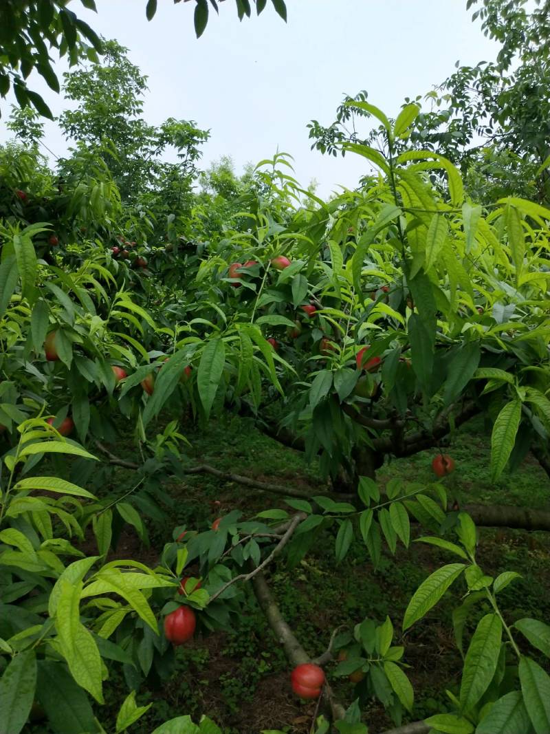 中油十五，原生态生产，天然食品，保你健康。