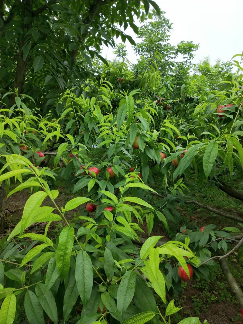 中油十五，原生态生产，天然食品，保你健康。