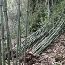钢竹不同规格江西钢竹大量供应