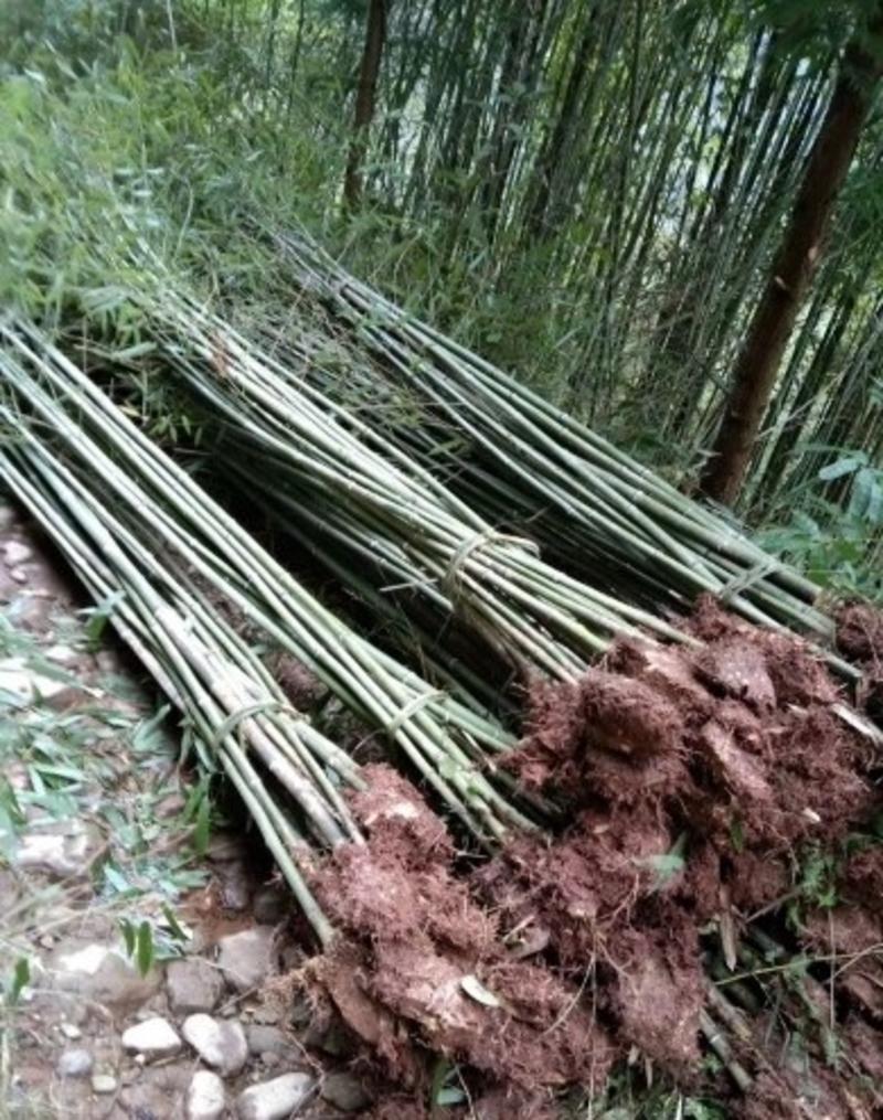 钢竹不同规格江西钢竹大量供应