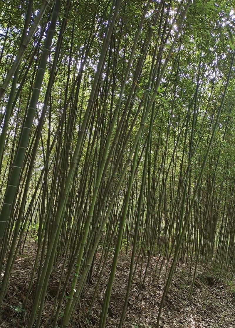钢竹不同规格江西钢竹大量供应